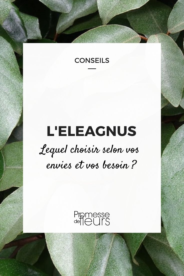 Eleagnus auswählen