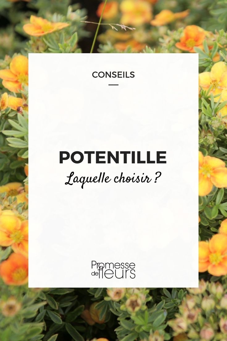 Potentille