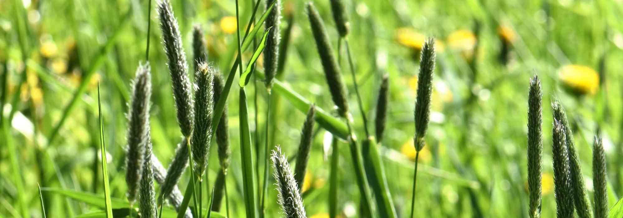 Fuchsschwanzgras: Pflanzen, Pflege, Kultivierung