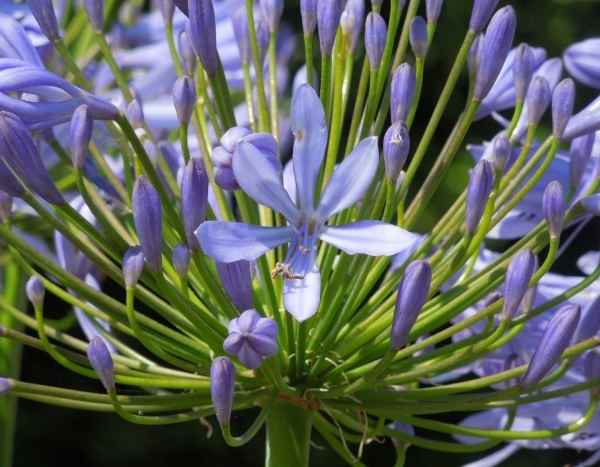 Schmucklilien säen