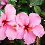 Hibiskus im Topf kultivieren