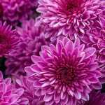 Chrysantheme im Topf kultivieren