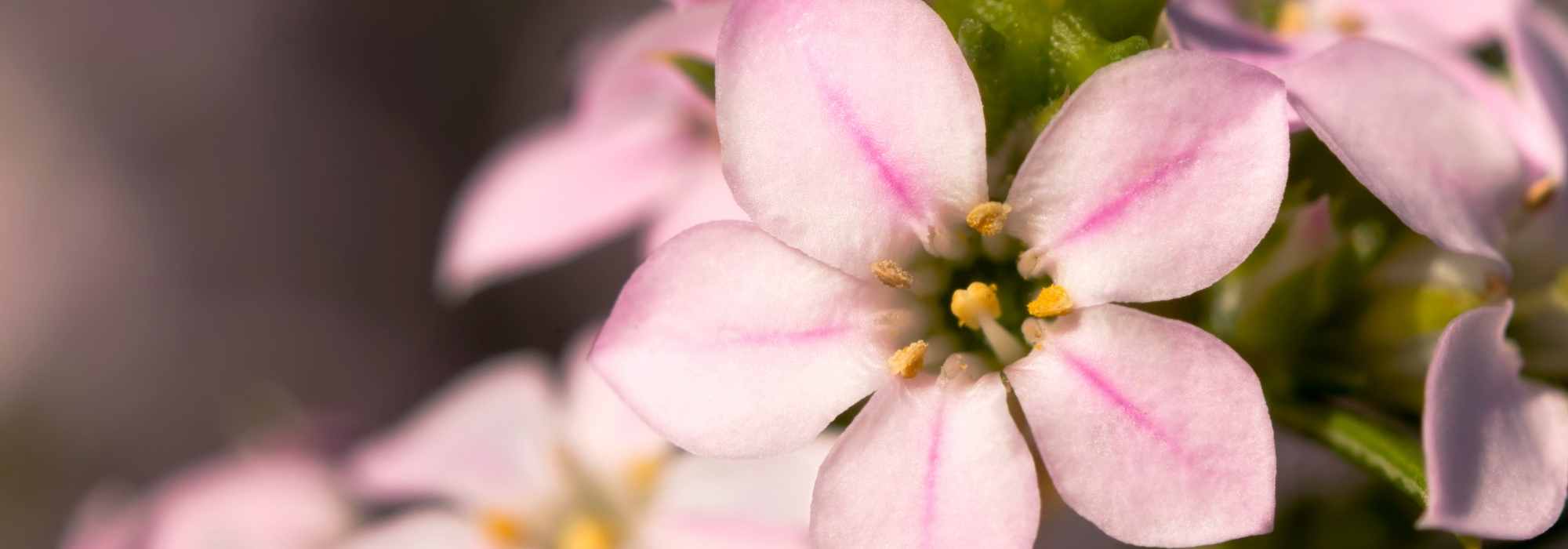 Coleonema hirsuta: pflanzen, kultivieren und pflegen