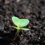 Warmbeet anlegen