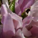 10 Magnolien mit rosa Blüten