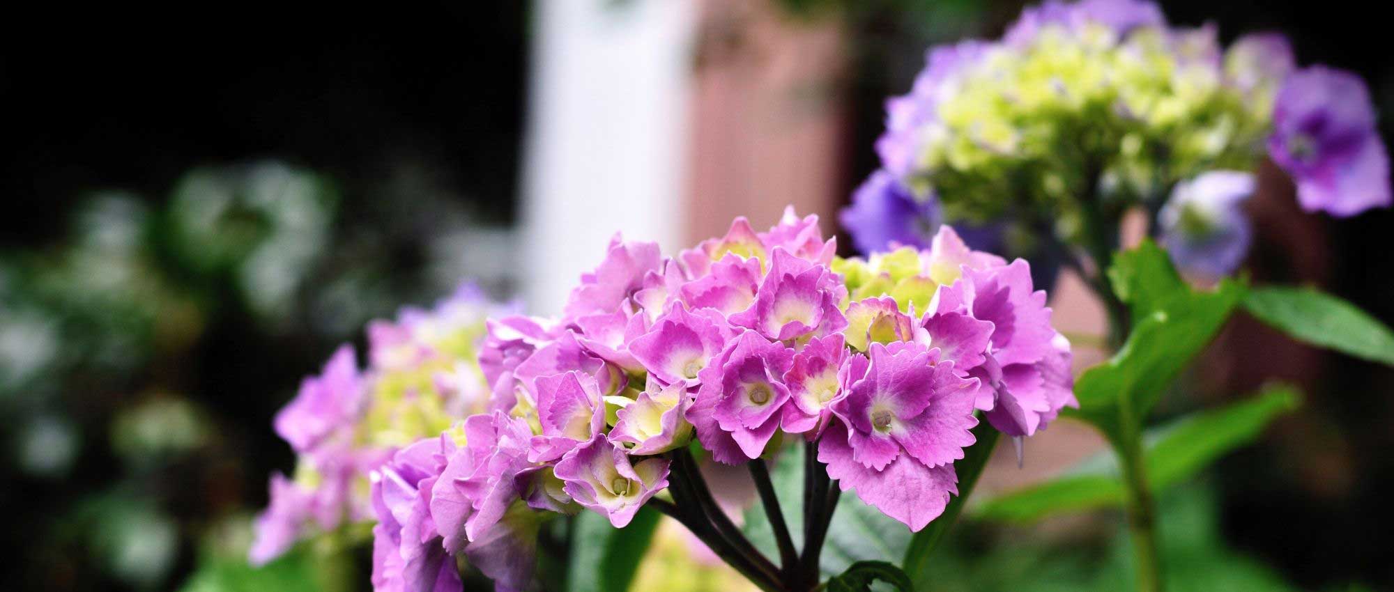 Krankheiten und Parasiten der Hortensie