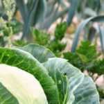 5 Blattgemüse für den Berggarten