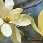 7 Magnolien mit gelben Blüten