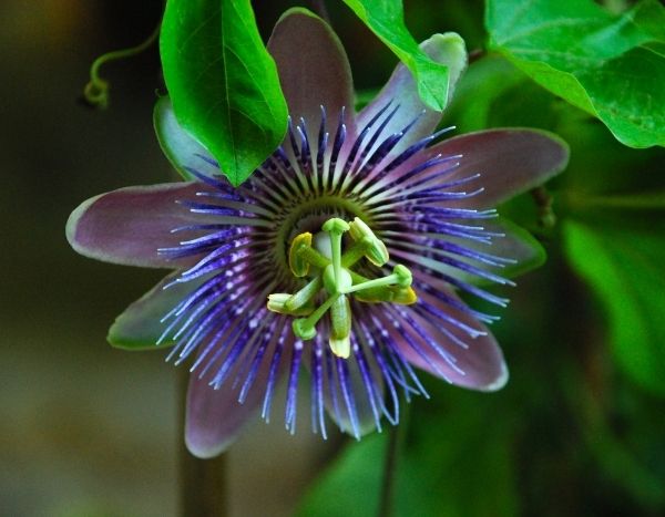 Passionsblume vermehren: Bebilderte Anleitung!