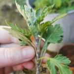 Chrysanthemen durch Steckling vermehren? Anleitung!