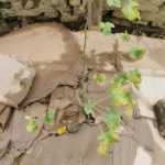 Karton im Garten: Was tun?