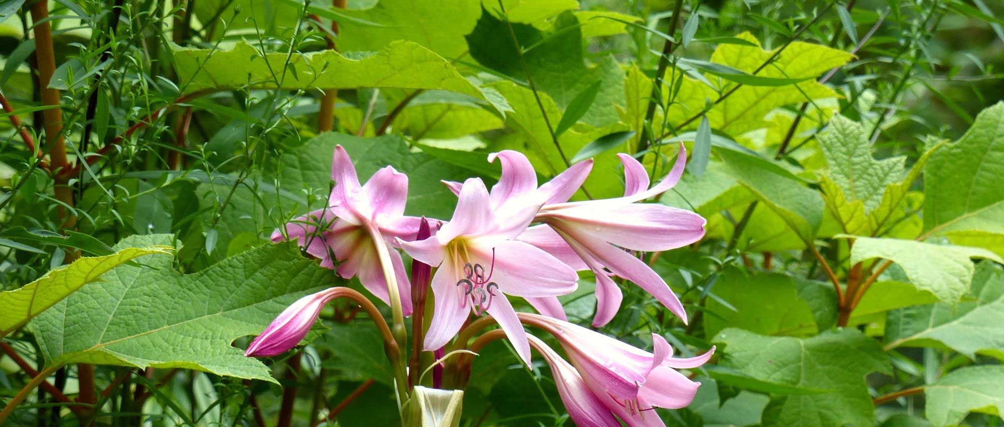 10 Zwiebelblumen mit XXL-Blüten