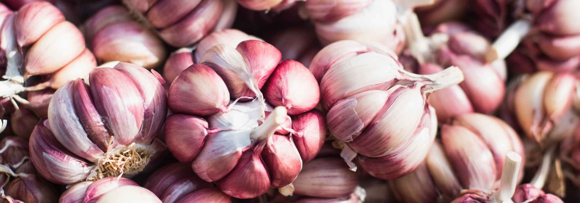 Knoblauch wählen: Kaufratgeber