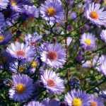 Aster stützen: Technik und Tipps