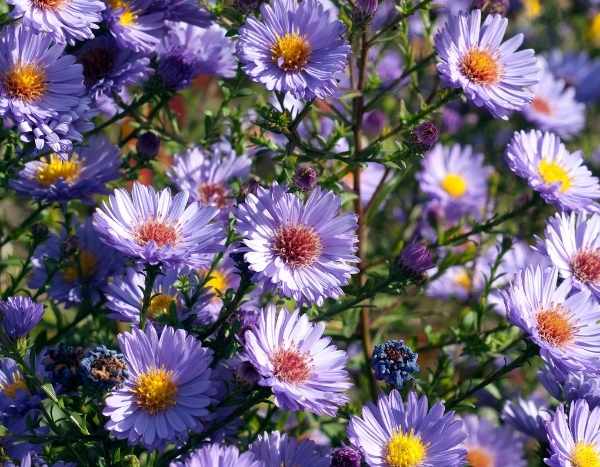 Aster stützen: Technik und Tipps