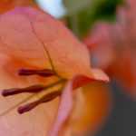Bougainvillee im Topf kultivieren