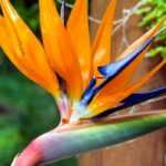 Strelitzia im Topf kultivieren
