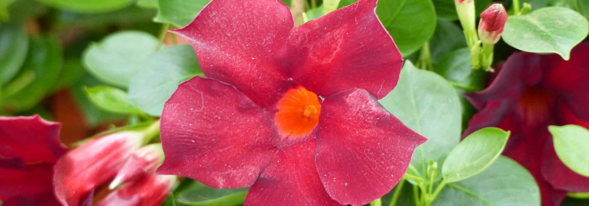 Falscher Jasmin: 10 Tipps für erfolgreiche Kultur
