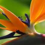 Strelitzia, Paradiesvogelblume: Pflanzen & Pflege