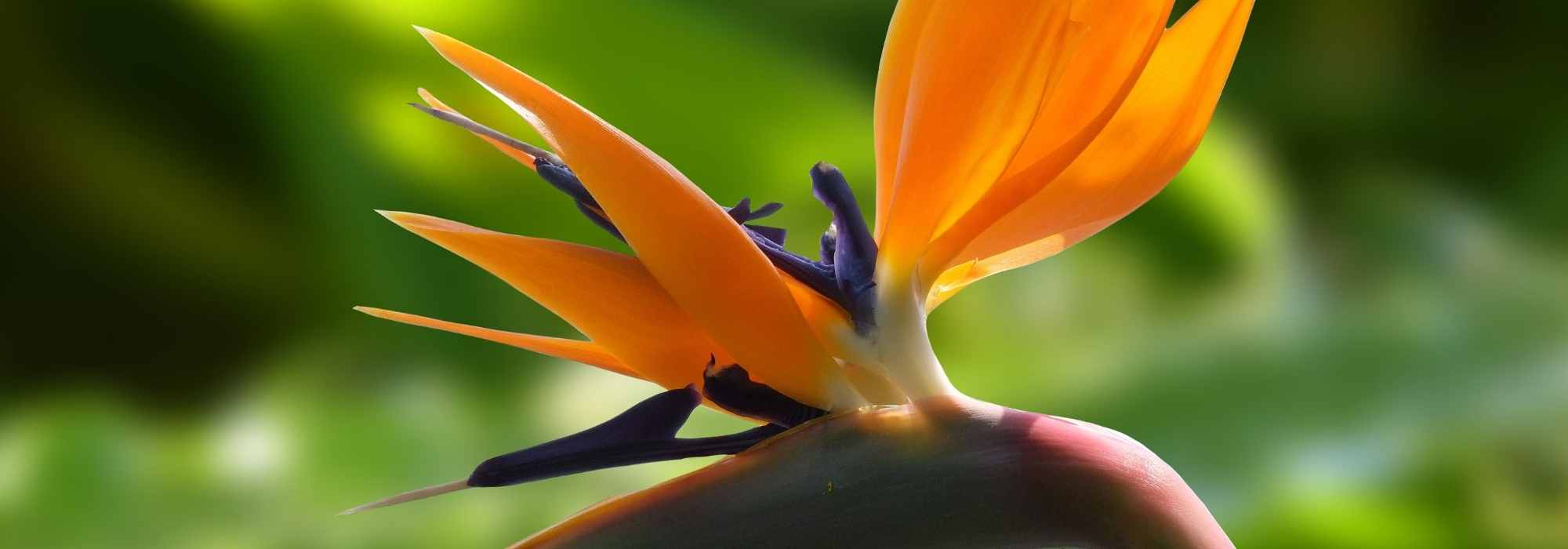 Strelitzia, Paradiesvogelblume: Pflanzen & Pflege