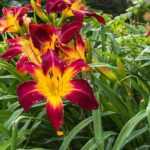 7 Stauden mit XXL-Blüten