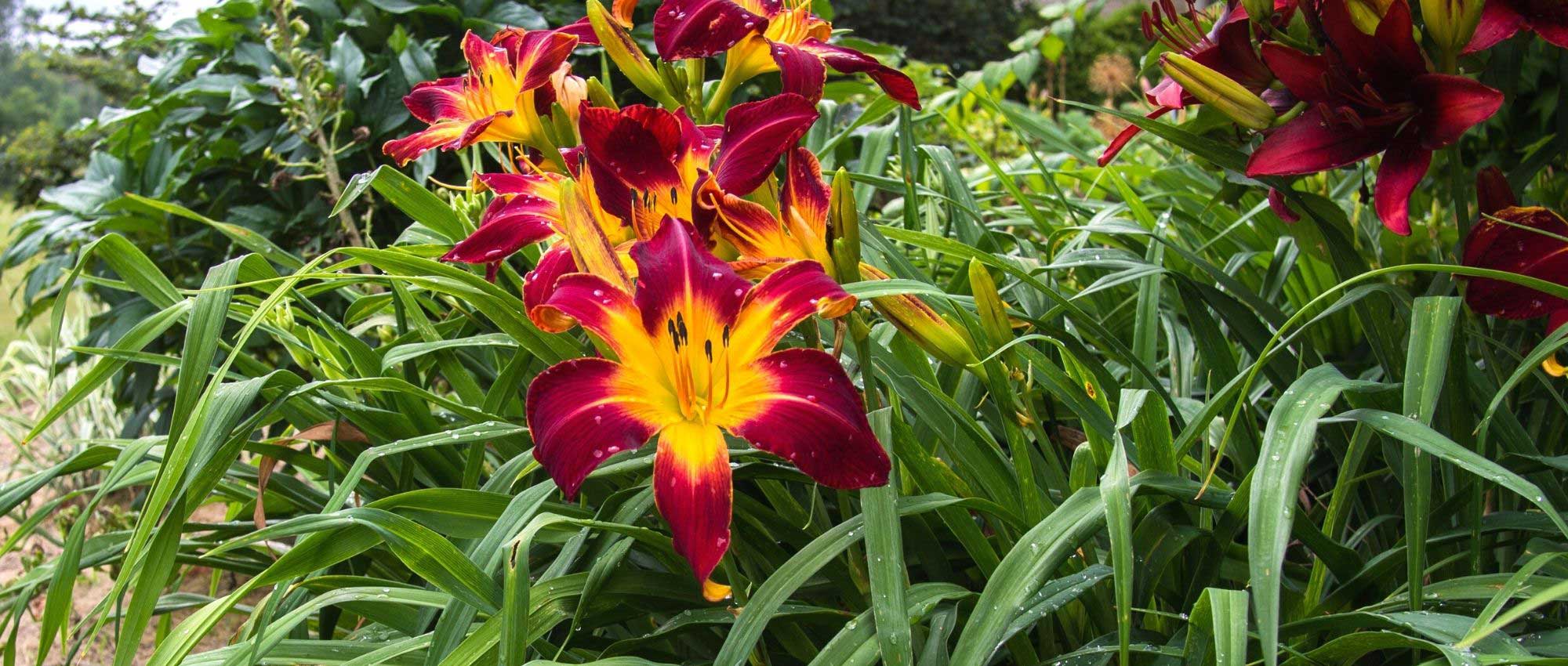 7 Stauden mit XXL-Blüten
