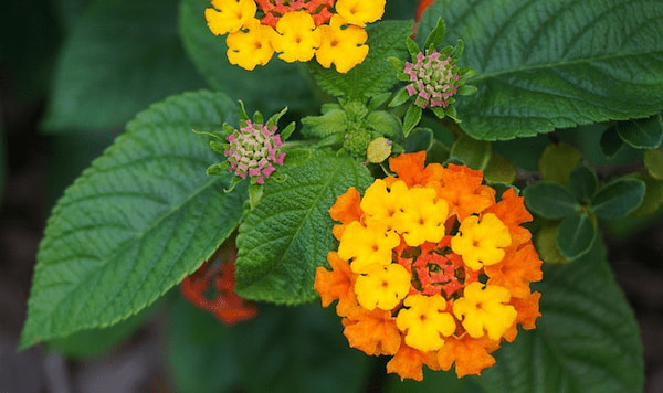 Lantana durch Stecklinge vermehren?