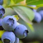 Heidelbeeren auswählen