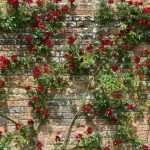 Kletterrose befestigen?
