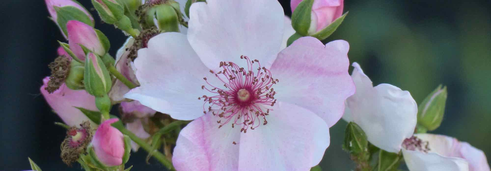 Schwefel im Garten: Anwendung und Nutzen?