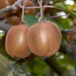 Männlicher und weiblicher Chinesischer Strahlengriffel: Unterschiede erkennen?