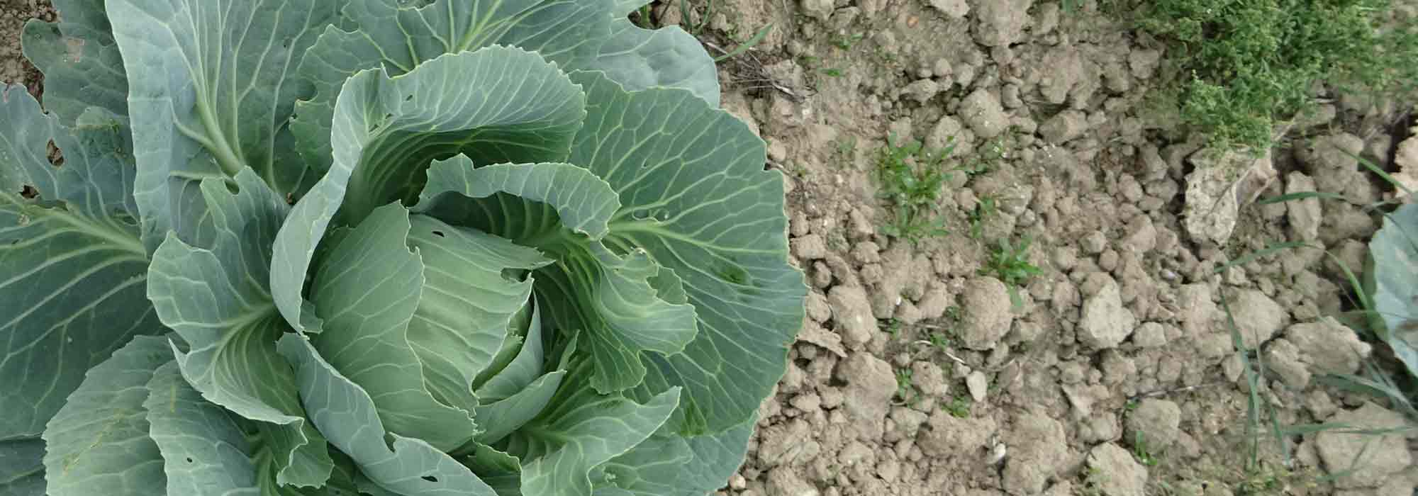 Gemüsegarten auf stark kalkhaltigem Boden anlegen?