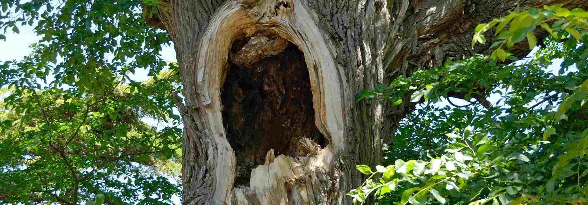 Hohler Baum: Was tun, ist ein Eingriff nötig?