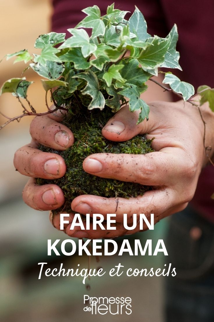 einen Kokedama herstellen