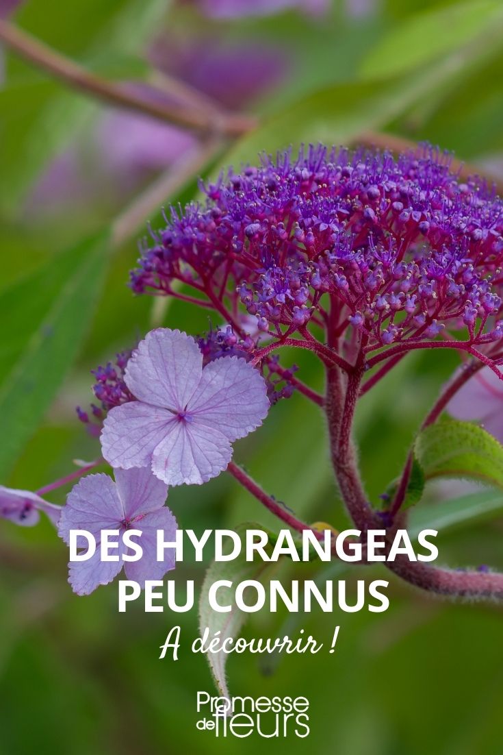 atypischer Hortensie