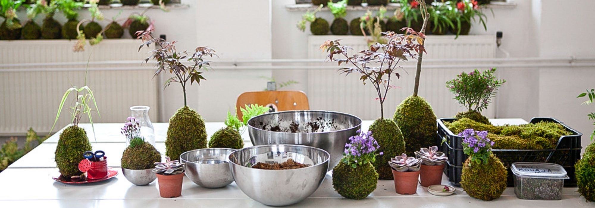 Kokedama selber machen?