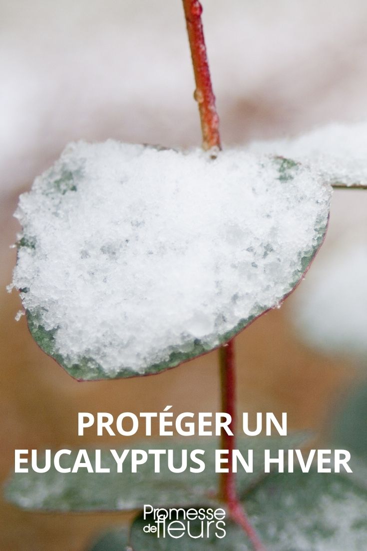 Eukalyptus im Winter schützen
