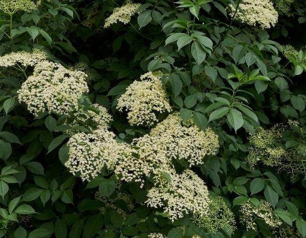 Wann und wie Holunderblüten trocknen?