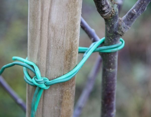 Obstbaum stützen?