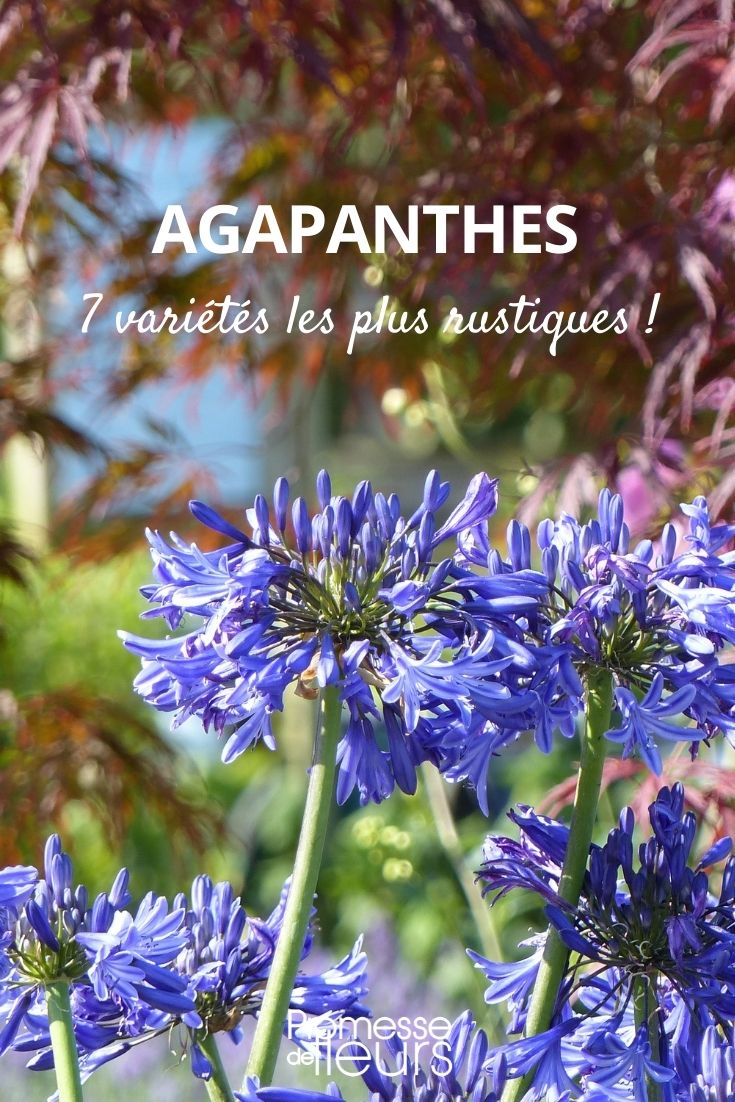 7 winterharte Agapanthus