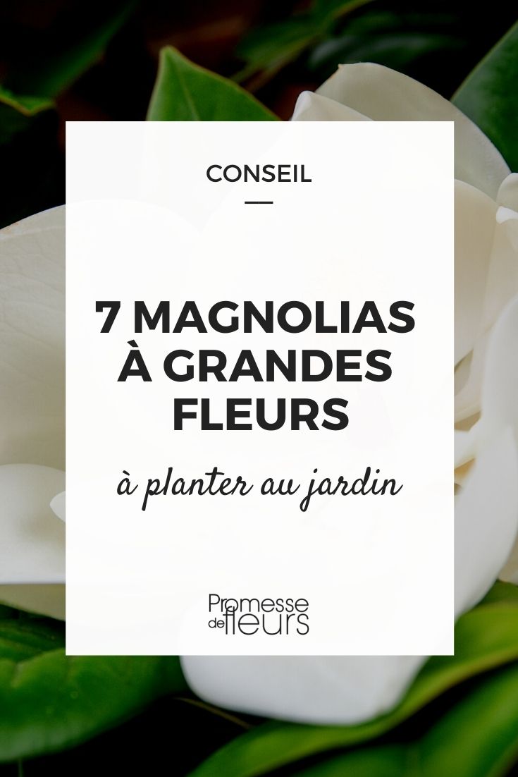 Magnolien mit großen Blüten