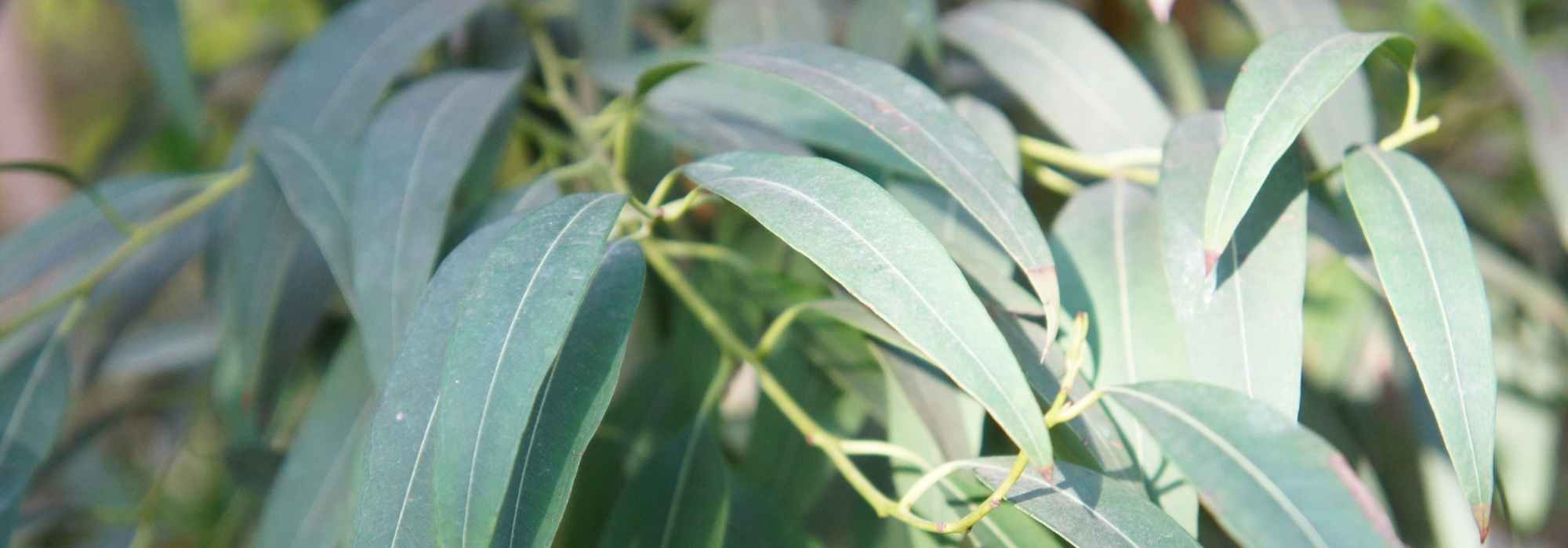 Eukalyptus wählen
