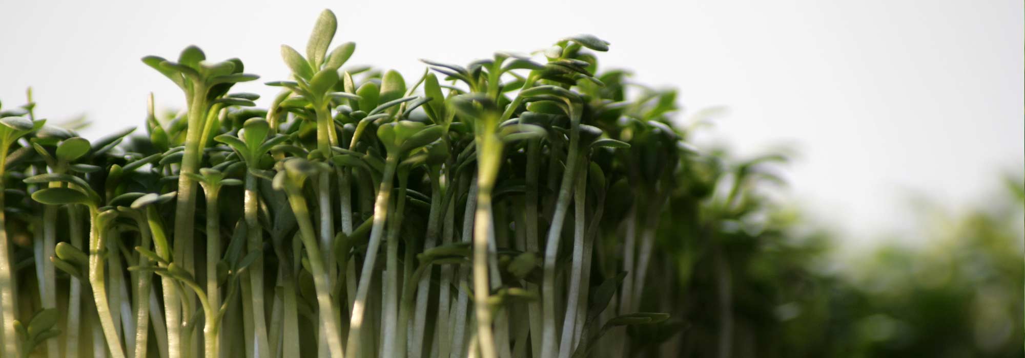 Kresse: Aussaat, Anbau, Ernte