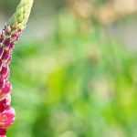 Lupinen: 6 Ideen zum Kombinieren