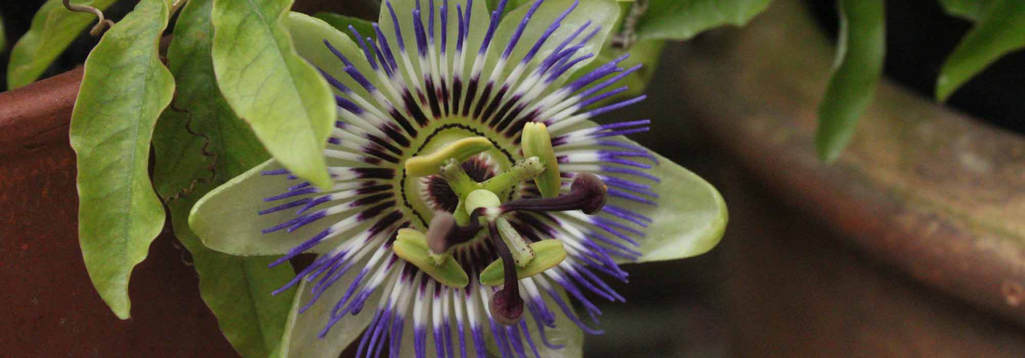 Passionsblume im Topf kultivieren