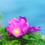 Beste Rosen für mediterranes Klima