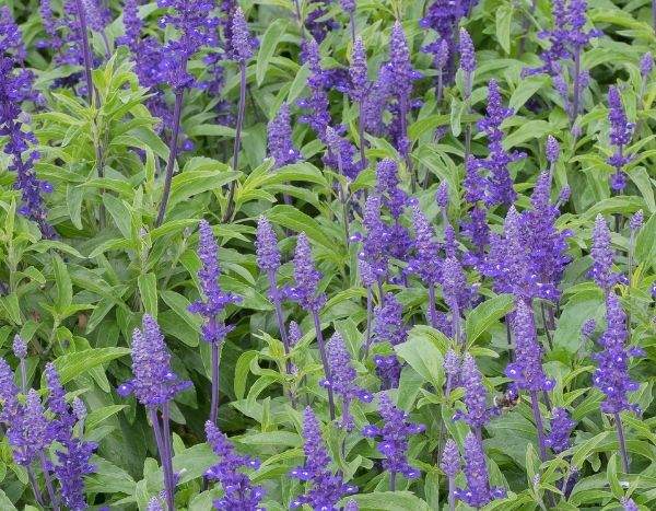 Agastache säen?