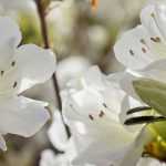 10 weiße Azaleen für einen hellen Garten
