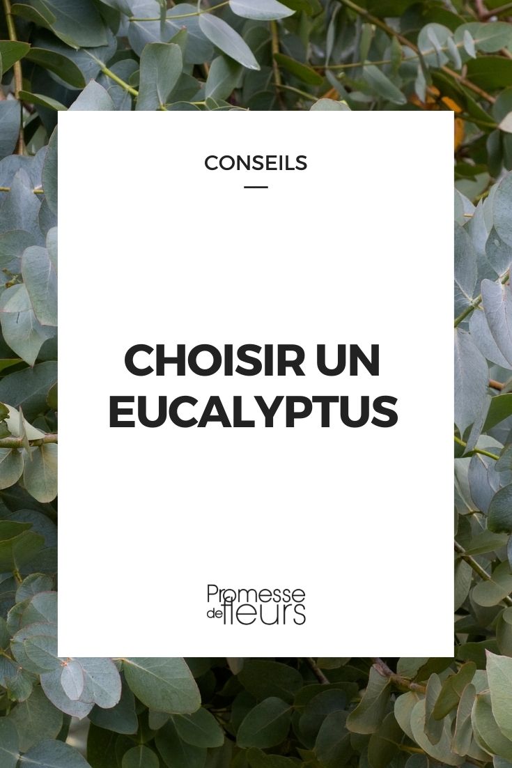 Einen Eukalyptus auswählen