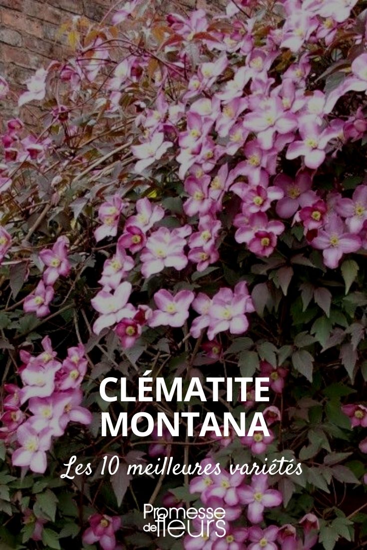 Auswahl von 10 Clematis montana